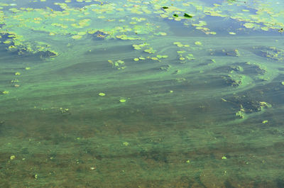 High angle view of flowers floating on lake