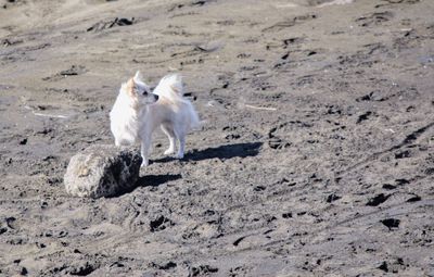 White dog on sand at beach