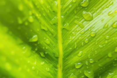 Full frame shot of wet leaves