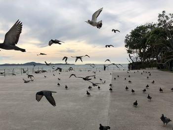 Flock of birds flying in the sky