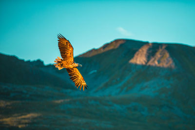 Eagle flying over sea against sky in sunset