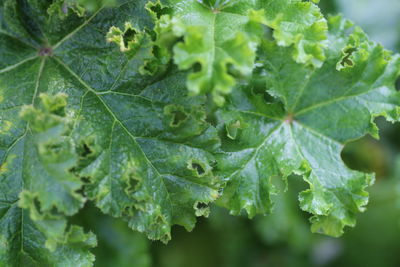 Close-up of water drops on plant