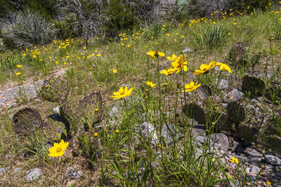 High angle view of yellow flowering plants on land