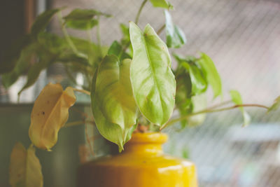 Close-up of fresh green leaves on table