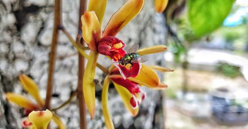 Close-up of red flowering plant