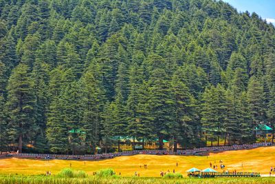 Scenic view of pine trees in forest