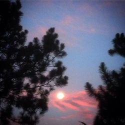 Low angle view of silhouette trees against sky during sunset