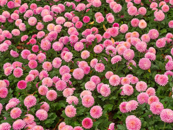 Full frame shot of pink flowering plants