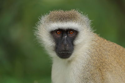 A vervet monkey up close