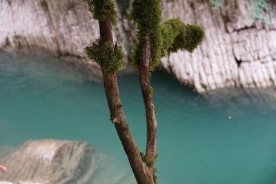 Close-up of plant on rock against sea