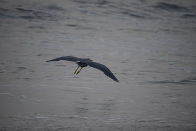 Bird flying over lake