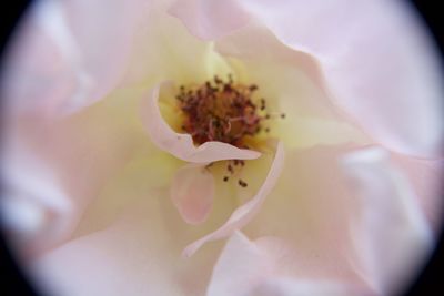 Close-up of flower