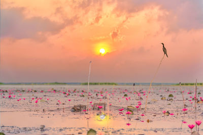 Animal in the wild photography of great commorant bird sitting on wood stick in lake during sunrise