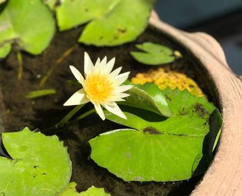 Close-up of lotus water lily