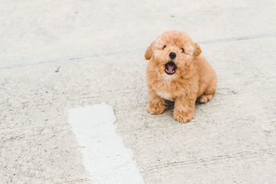 High angle view of puppy on footpath