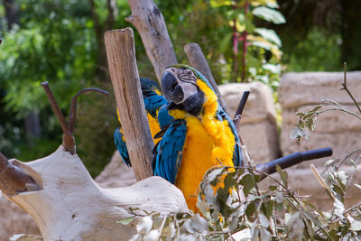 Gold and blue macaws perching by wooden post