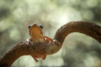 Close-up of bird perching on branch