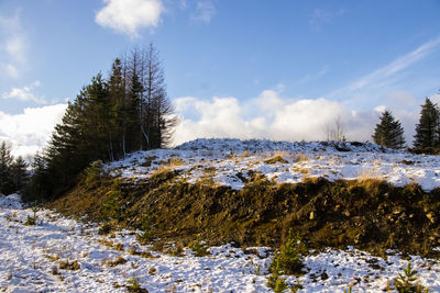 Trees on snow covered landscape against sky