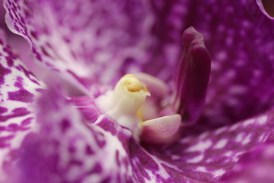 Close-up of pink flower