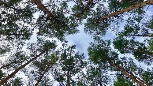 Low angle view of trees in forest