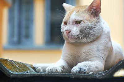 A grumpy looking curious male cat resting on asbestos roof sheet outside a building
