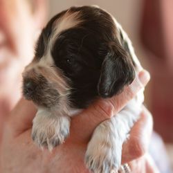 Close-up of a dog