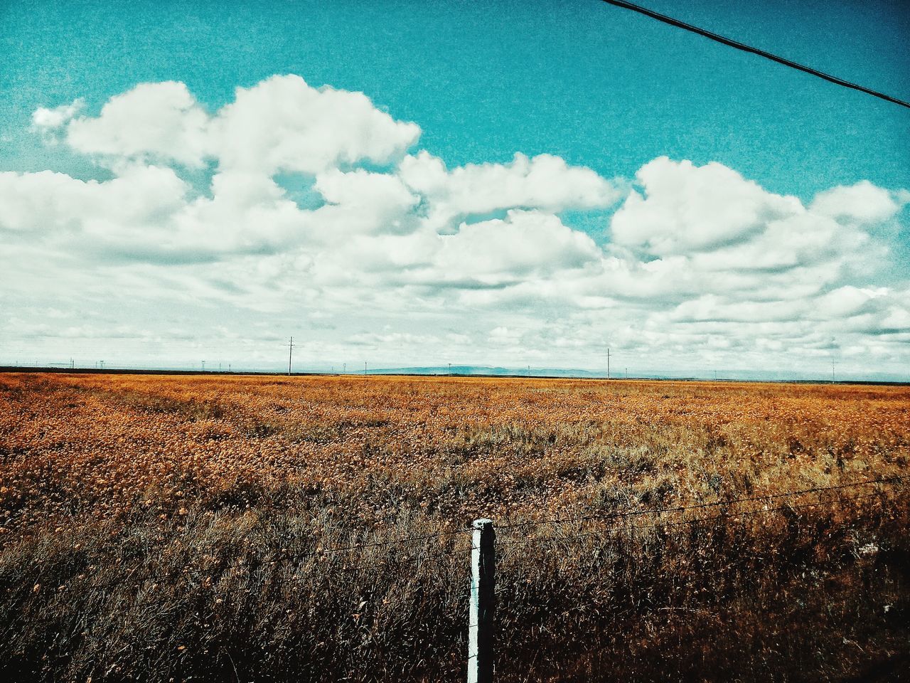 sky, field, scenics, tranquility, tranquil scene, rural scene, nature, blue, beauty in nature, agriculture, day, cloud - sky, farm, growth, outdoors, horizon over land, no people, non-urban scene, power line