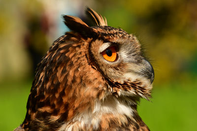 Close-up of owl looking away