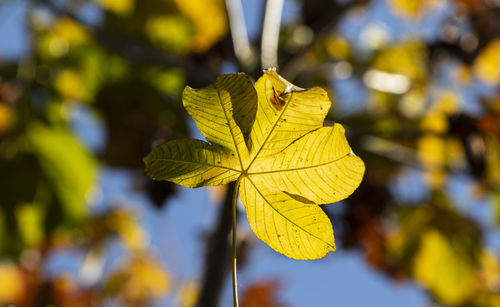 Close-up of yellow maple leaves