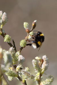 Close-up of bee pollinating on flower