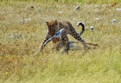 Leopard hunting on grassland