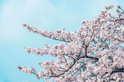 Low angle view of pink cherry blossoms in spring against sky