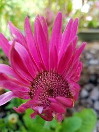 Close-up of pink flower blooming outdoors