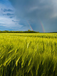 Double bright colorful rainbow in front of gloomy clouds above an agricultural field with wheat 