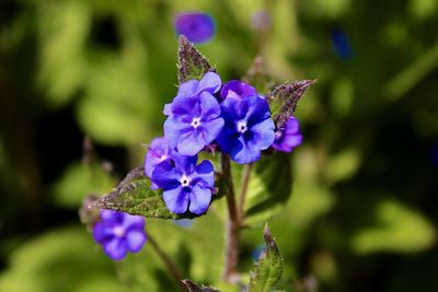 Close-up of purple flowering plant