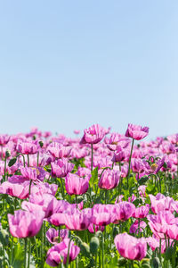 Close-up of pink flowering plants against clear sky