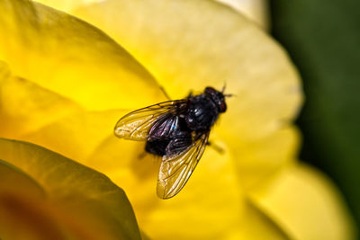 Close-up of bee pollinating on yellow flower