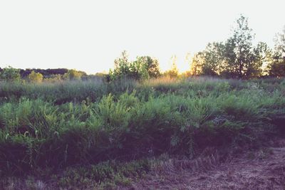 Scenic view of field against clear sky