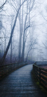 Footpath amidst trees during winter