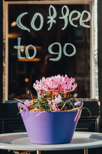 Close-up of potted plant on window sill