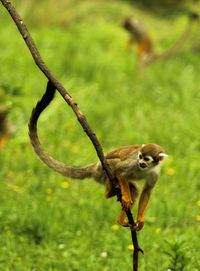Saimiri sciureus is a species of squirrel monkey