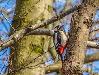 Low angle view of bird perching on tree