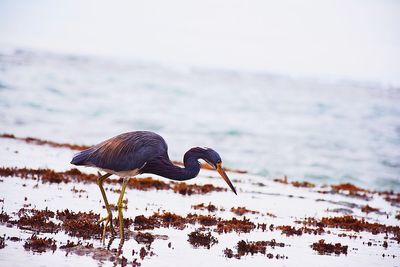 Close-up of birds by sea