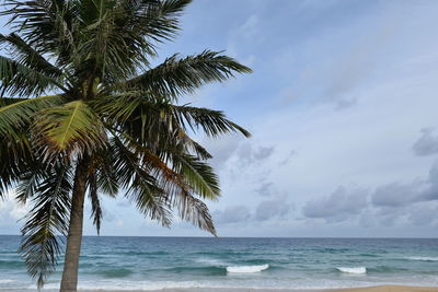 Palm trees on beach against sky