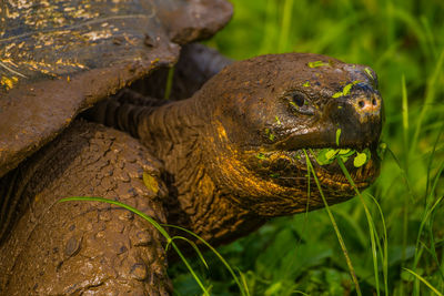 Giant tortoise eating green plants