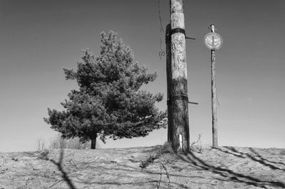 Trees on field against sky