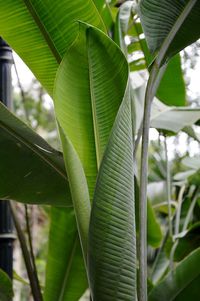 Close-up of a tree