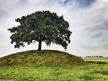 Tree on field against sky