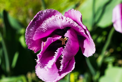 Close-up of pink pollinating on purple flowering plant