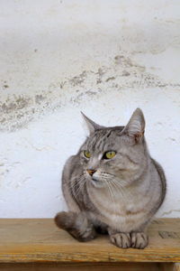 Portrait of cat sitting on floor